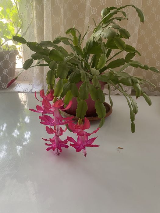 Продам комнатные цветы