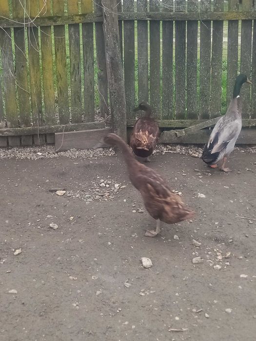 Rațe alergatoare indiene