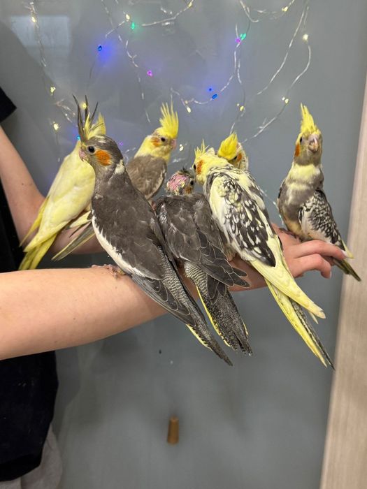 Поступление ручных птенцов кореллы