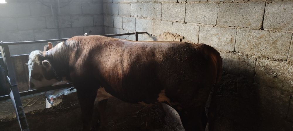 Продам 2 бычка упитанные