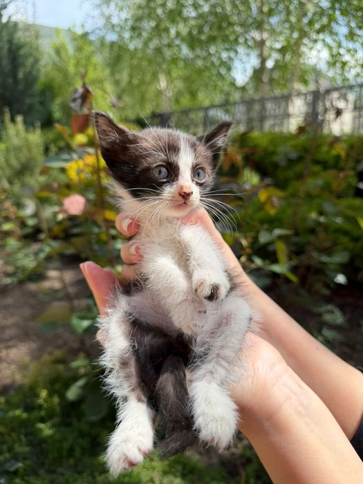 Котенок в поиске дома