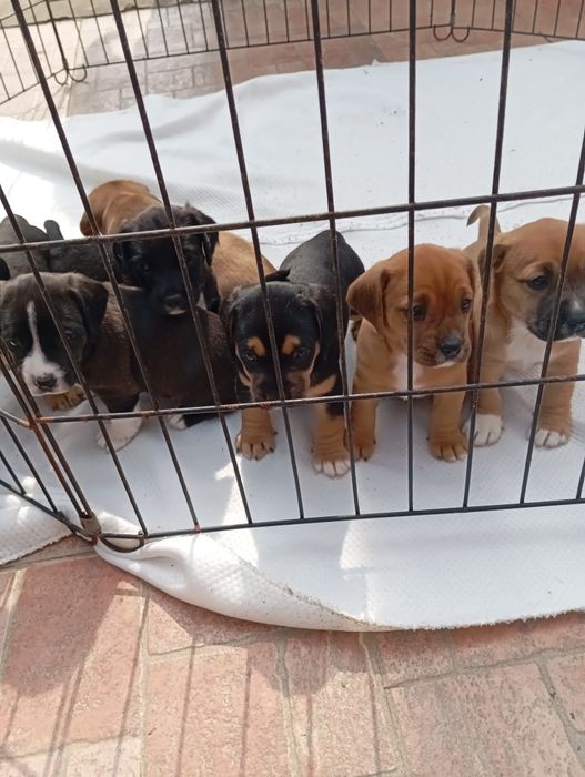 Малки  Кокер+Джак=сладури.