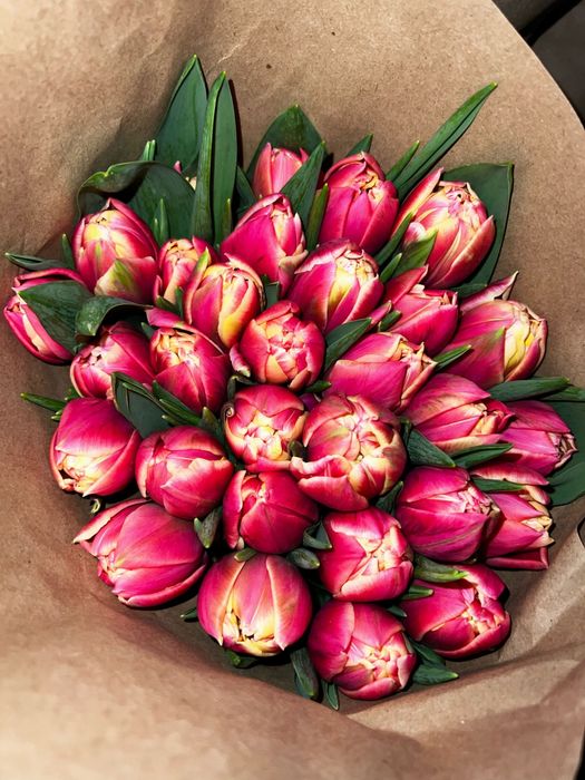 Продам голландские тюльпаны