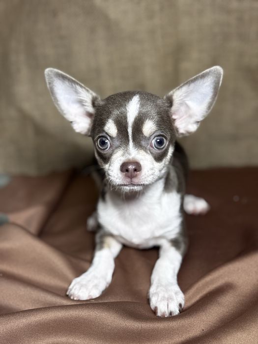 Щенок чихуахуа кобель
