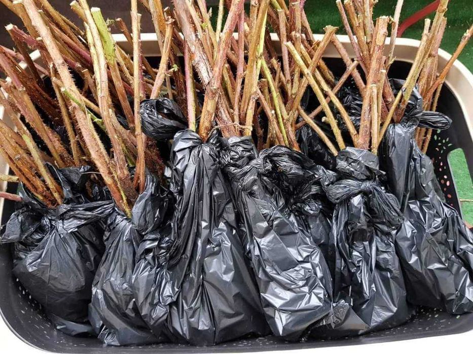 Ранно записване за Enrosadira е нов ранен сорт целогодишен.