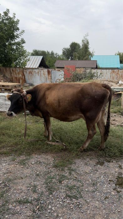 Продам дойную корову