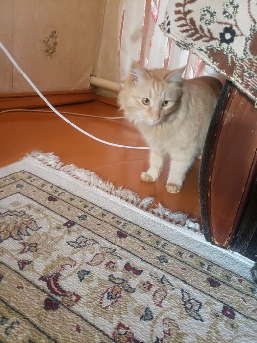 Помогите приутить кошек