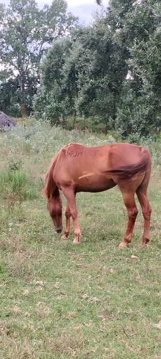 De vînzare iapa pursinge arab