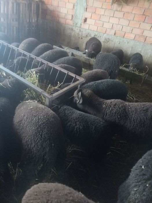 Продавам Агнета за клане цената е за кг живо тегло