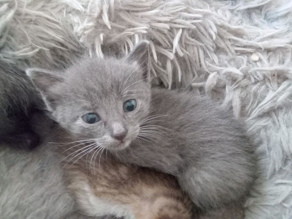 Отдам котят в добрые руки