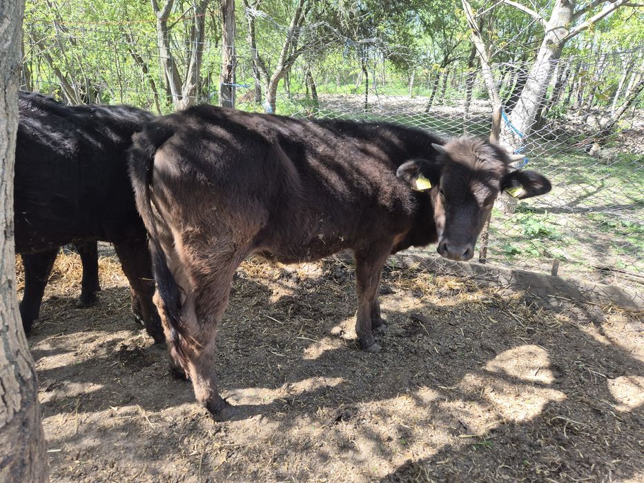 Vand 4 vitele si un tauras