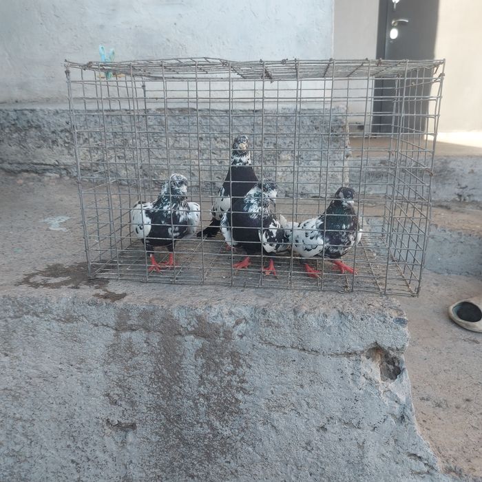 Сочи 2 пара гатовый лет с игрой