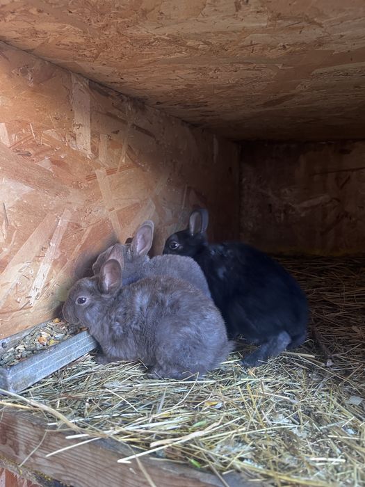 Rex pitic iepuri penteu companie