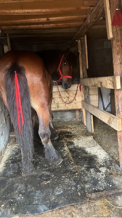 Vand manz de un an jumate