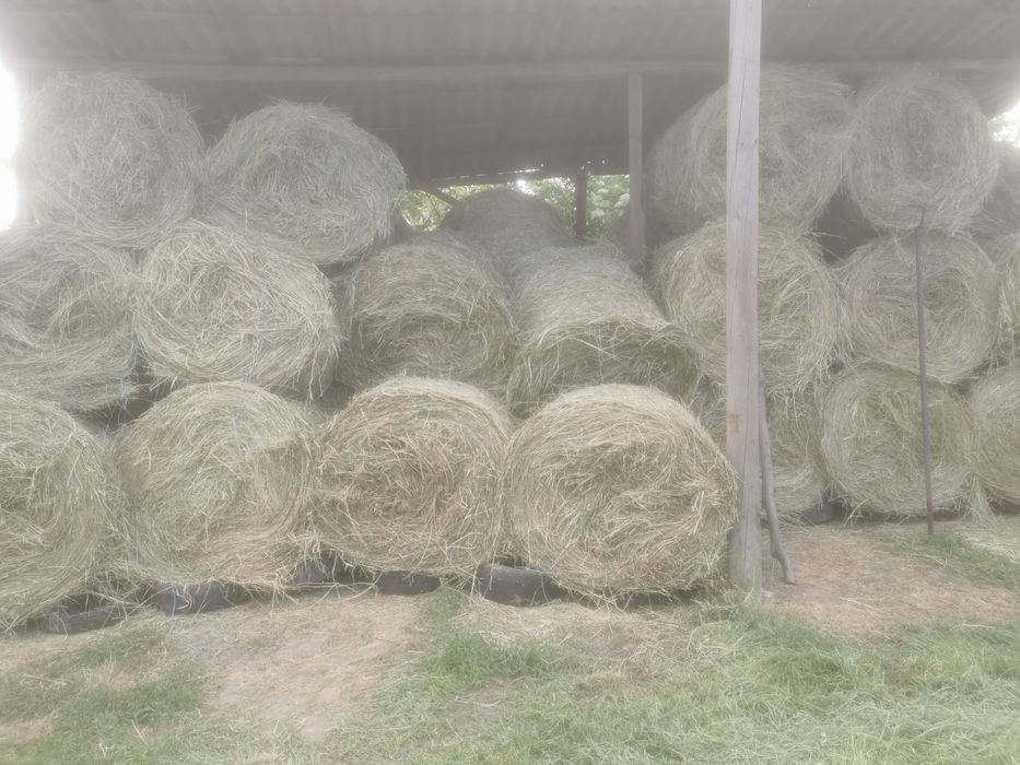 Baloți   lucernă