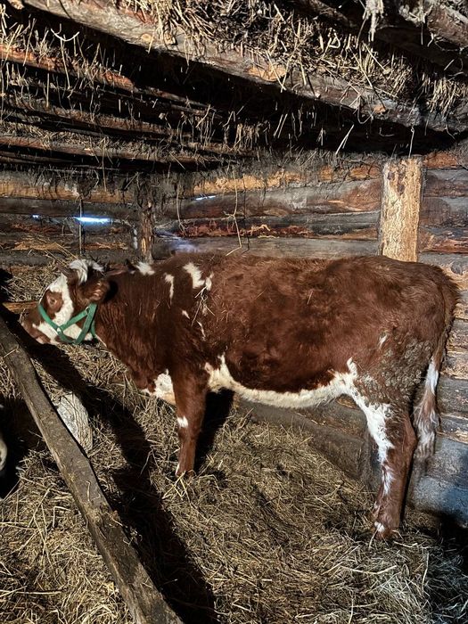 Продаётся тёлки за 1 млн сто тыс. За двоих. Есть торг!!!