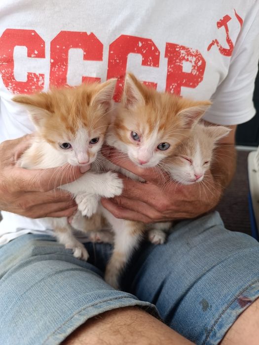 Котята мальчики, 1 мес
