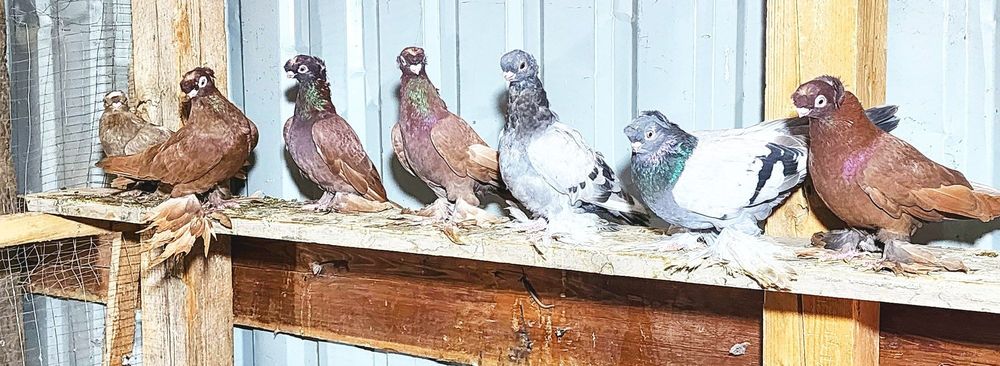 Продаются голуби