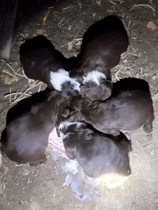 Продам щенков спаниеля .