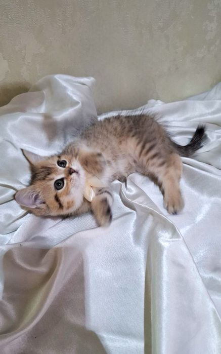 Котята британские шиншилла золото