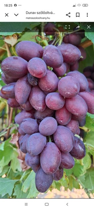 Pomi fructiferi de vânzare.Gyümolcsfa eladó.