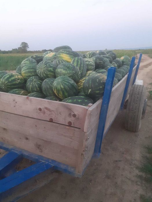Lubenița proaspăta