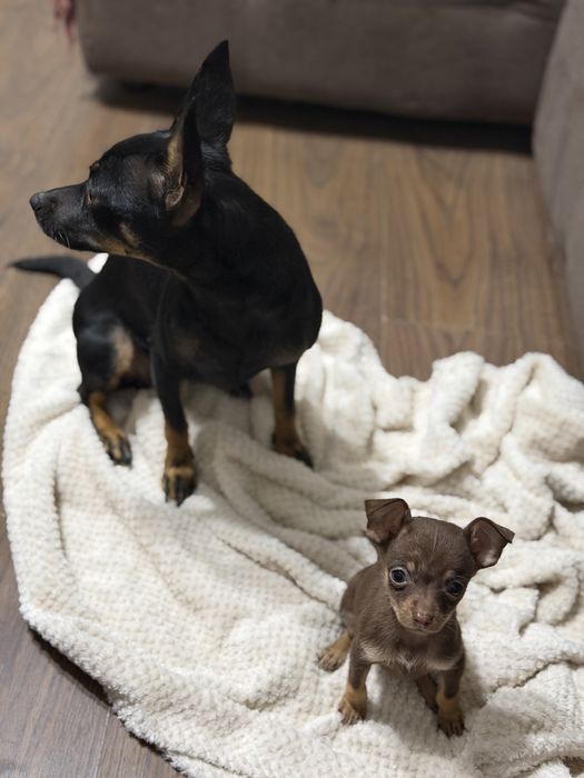 Той терьер щенки