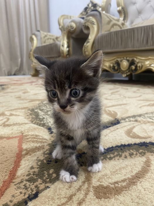 Отдам котят в добрые руки