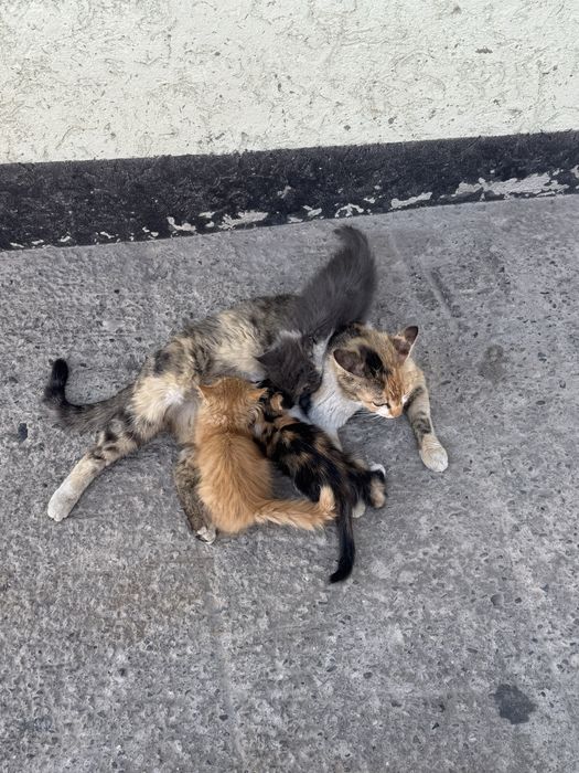 Красивые котята в добрые руки.