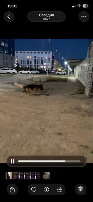 Кто потерял овчарку!!!Район УТП