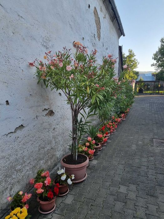 Plante decorative de leandru roz, ideale pentru amenajări exterioare