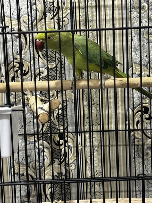 продам ожерелового попугая полугодового