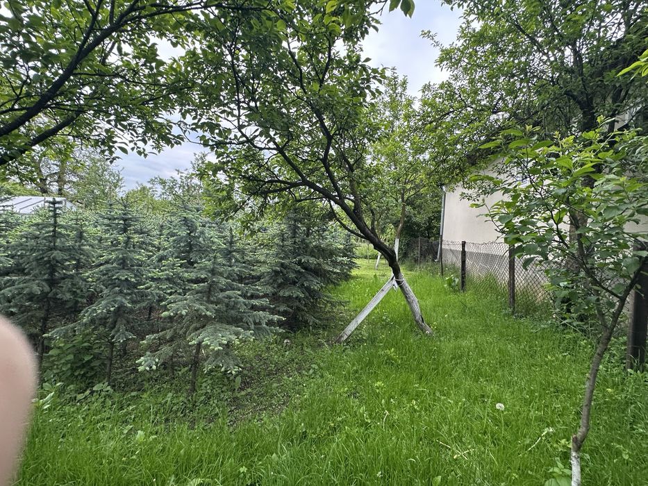 Brazi Argintii de vânzare