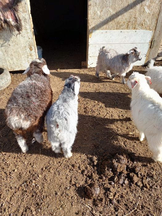 Қозы, лақтар сатылады.