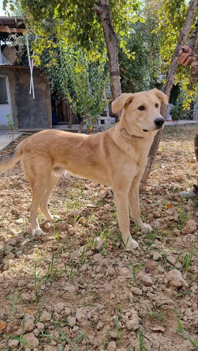 Пристраевается в добрые ответственные руки  молодой кобель