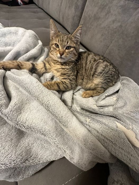 Отдам кошку в добрые руки