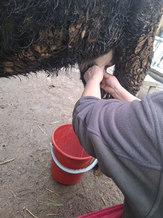 Еки бас бузаулы кашарлар