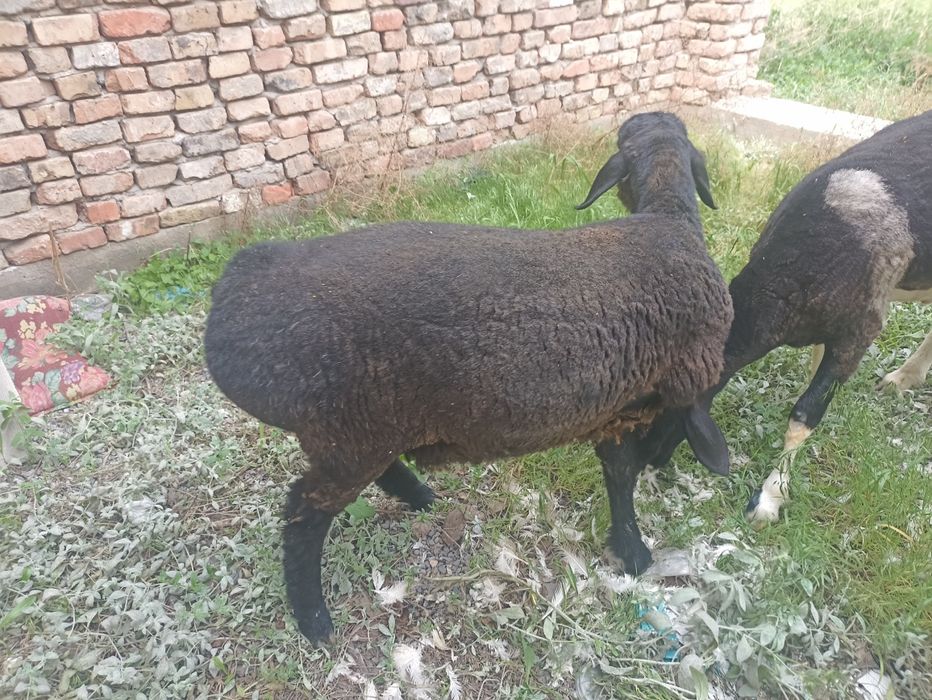 Койлар сотилад 2та 65000дан