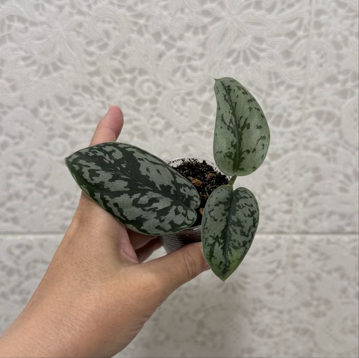 Сциндапсус Сильвер леди! Эпипремнум! Комнатные цветы!