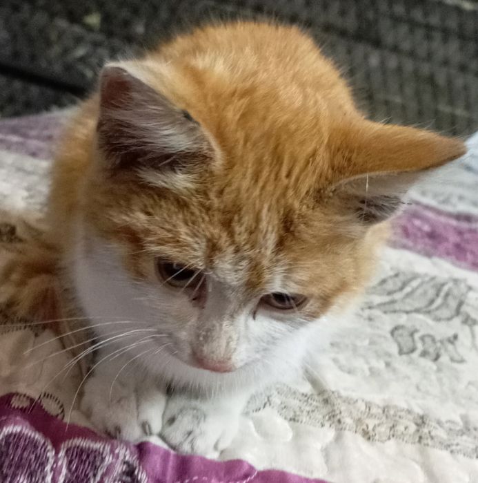 отдам котёнка в добрые руки