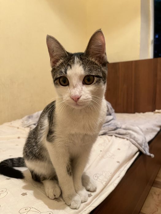 ПРОПАЛ КОТ, есть вознагрождение