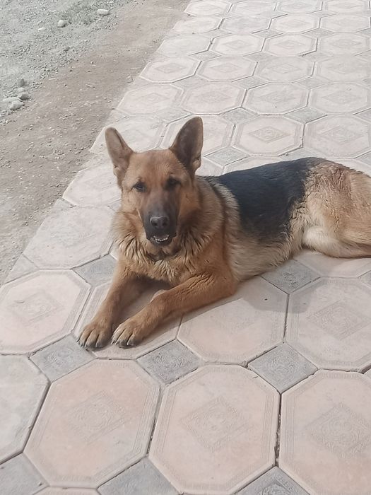 Апчарка сабака 35000