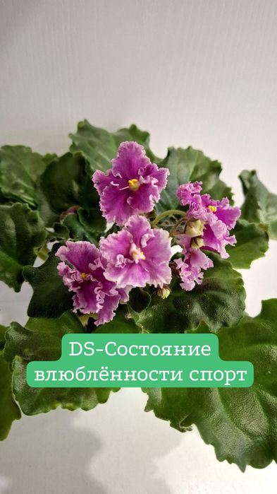 Продам сортовые, цветущие фиалки