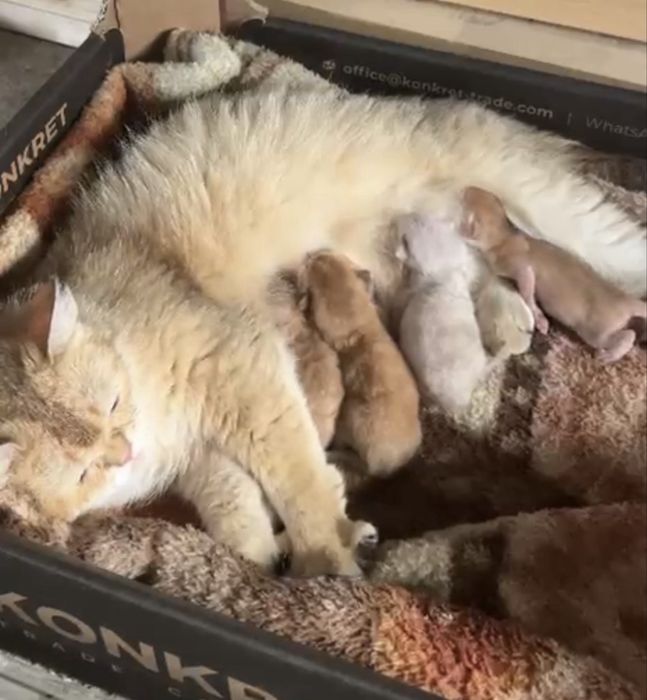 Котята золотой шиншилы