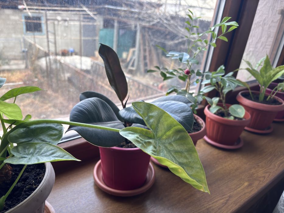 Цветы по разным ценам