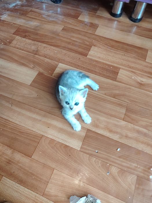 Продаются котята скоттиш страйт