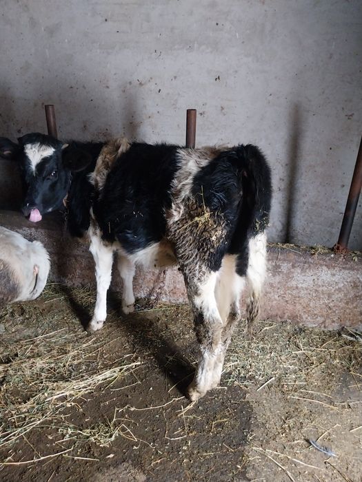 Vițică de vânzare