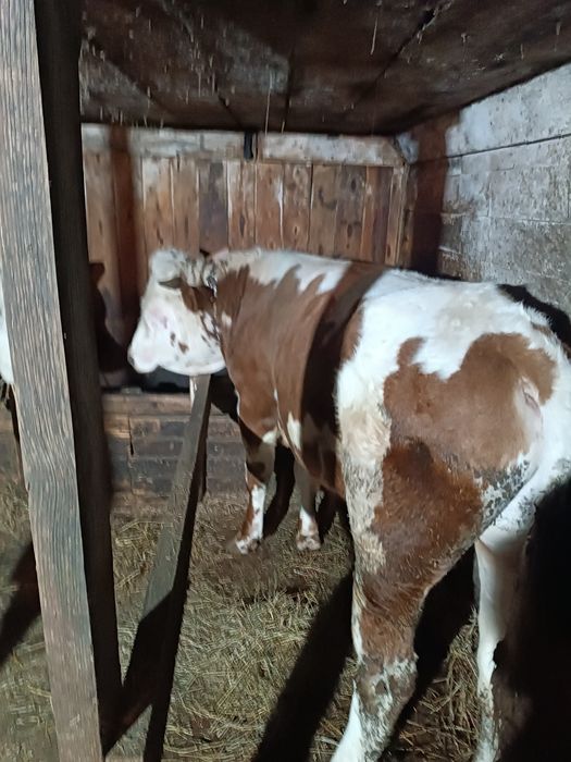 Чистокровный симментал