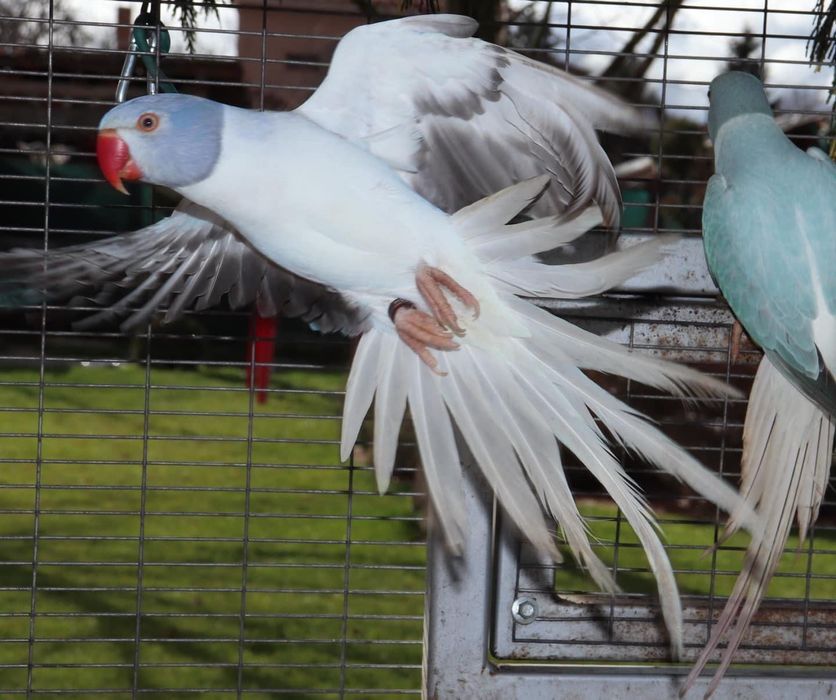 Малък Александър Мутация