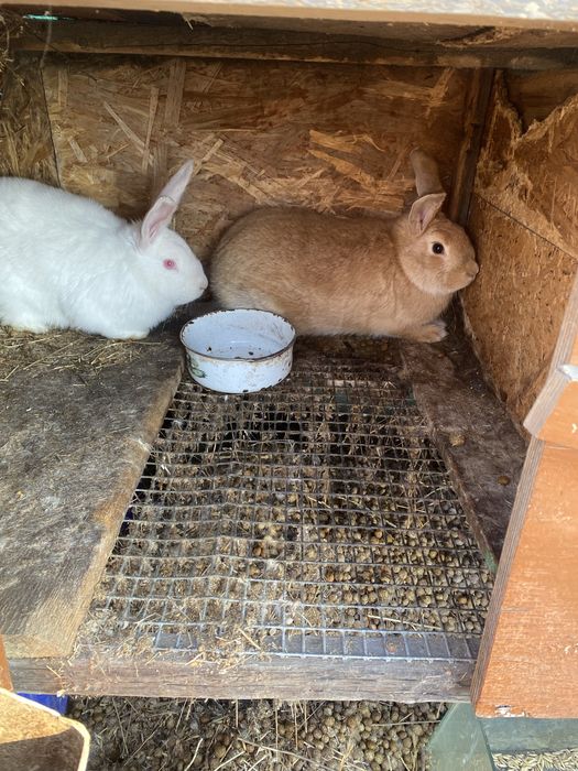 Продам молодняк крольчат